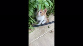 Cute Cat loving by finger
