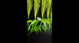 Coquí frog (Eleutherodactylus flavescens) singing