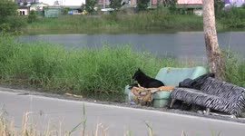 A cute dog relaxes on a discarded sofa by the side of a road in Thailand.