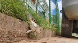 SNAKE CABTUR'S &  EATS FROG'S  ALIVE IN SOUTH  INDIA TAMILNADU