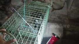 In a same street, two rust spotted cat was rescued inside the cage  This incident took place in Tamil Nadu, India.