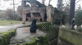 Berlin Zoo. A zoo worker feeds and talks about white wolves. A brown bear is nearby and begs for fish.
