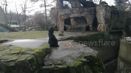 Berlin Zoo. A zoo worker feeds and talks about white wolves. A brown bear is nearby and begs for fish.