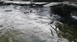Berlin Zoo. Penguins swim in open water; they swim so close to humans that they can be touched.