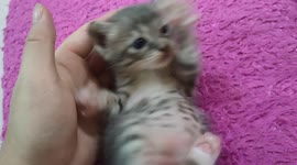 Adorable Kung Fu kitten shows flying kicks