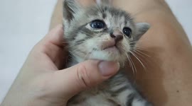 Super adorable kitten loves being cuddled