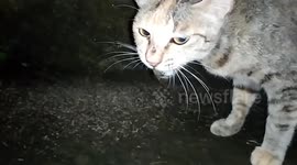 Mother cat brings cicadas to feed the kitten making a creaking sound from mouth