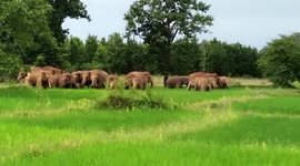 Herd of elephants relocate across forest cover in eastern India