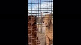 Cute alpaca eats a carrot in Minsk Zoo, Belarus