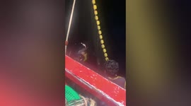 Dolphin stuck in fishing net rescued from the sea in Thailand
