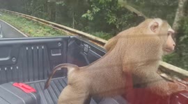 Cheeky wild monkey tries to steal food from passing truck in Thailand