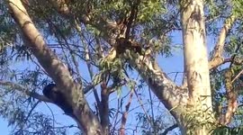 Python climbs up tree to prey in central India