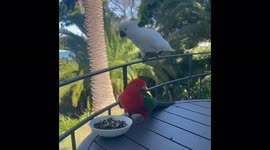 White parrot takes breakfast from red parrot, Sydney, Australia
