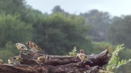A flock of beautiful colourful goldfinches visiting my garden feeding station