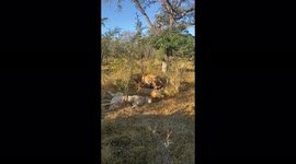 A rude awakening by cute lion cub!