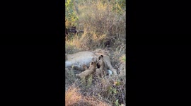 'Snuck in there!' Pair of beautiful lions cubs suckling from their mother in African savanna