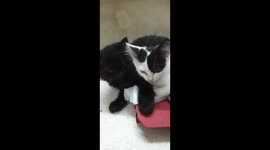Jhoney Kitten Accompany Maria In Night Day