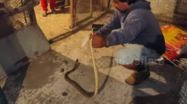 Quail-house shock! Cobra captured after breaking into poultry coop