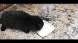 Jhoney Try Fresh Milk With Siblings Carla
