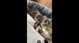 PLAY WITH SOUND! Phoebe the Kitten still as cute as ever!