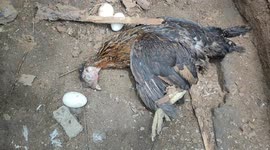 Cobra killing chicken at farmer's house south india tamilnadu
