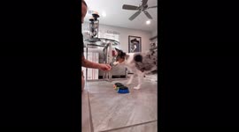 Pet owner attempts to teach Australian shepherd puppy how to talk with buttons