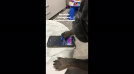 French bulldog gets angry because Facebook and Instagram are down