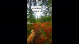 Quirky dog interrupts video when he sits on a patch of ferns and flattens them