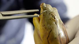 Vet painstakingly removes fishhook from mouth of endangered turtle