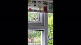 Not every day a Tit knocks on the window .... he wants in out of the rain!!
