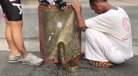 Hapless python rescued after getting stuck in manhole cover