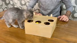 YouTuber shows how to make awesome DIY whack-a-mole toy for your cat