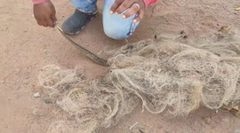 Viper stuck in fishing net dangerous rescued south  india