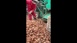 It's autumn!! Man cleaning fallen leaves... no it's onion skins!
