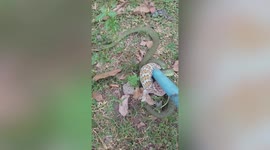 Tokay gecko lizard catches tree snake in deadlock in Thailand