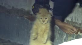 Firefighters rescue trapped Angora cat on rooftop in Indonesia