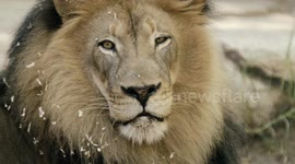 Learn How Lord Howe Island Stick Insects Survived on A Lava Rock for 80 Years