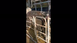How Farmer helped cow in giving birth to a baby?