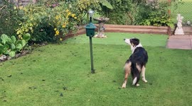 Squirrel goes completes nuts and barks at dog from a tree after being chased