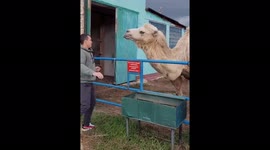 Hump day gone awry: Big beautiful camel spits on Russian man just trying to pet creature