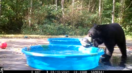 Seattle bear plays with basketball and cools down in kiddie pool