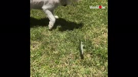 'Goldendoodle's funny encounter with a floppy Ladyfish 
'