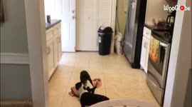 'Wild Boston Terrier puppy caught destroying a kitchen mat
'