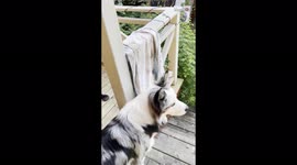 'Dog's excitement on reuniting with owners after a week is CAN'T-MISS! 
'