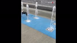 'Excited dog happily runs through water fountains in park '
