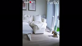 'Thug Life: Doggo Edition - When you leave your dog in charge of the house '