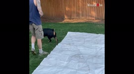 'Funny Rottweiler gets freaked out by a measuring tape '