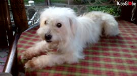'Guilty Dog tries to hide the mess it made behind owner's back'
