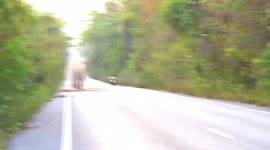 Angry wild elephant chases motorbike rider and passenger