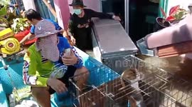 Stranded cats rescued from home during deadly floods in Thailand